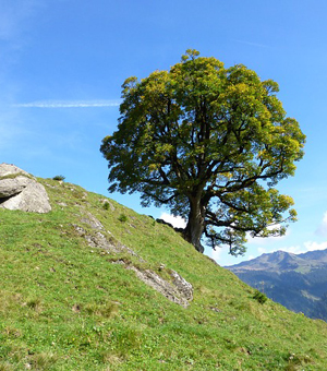 即时到账的短信测试网站免费